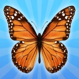 MergeButerfly: 2048!